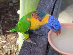 Image of Red-collared Lorikeet