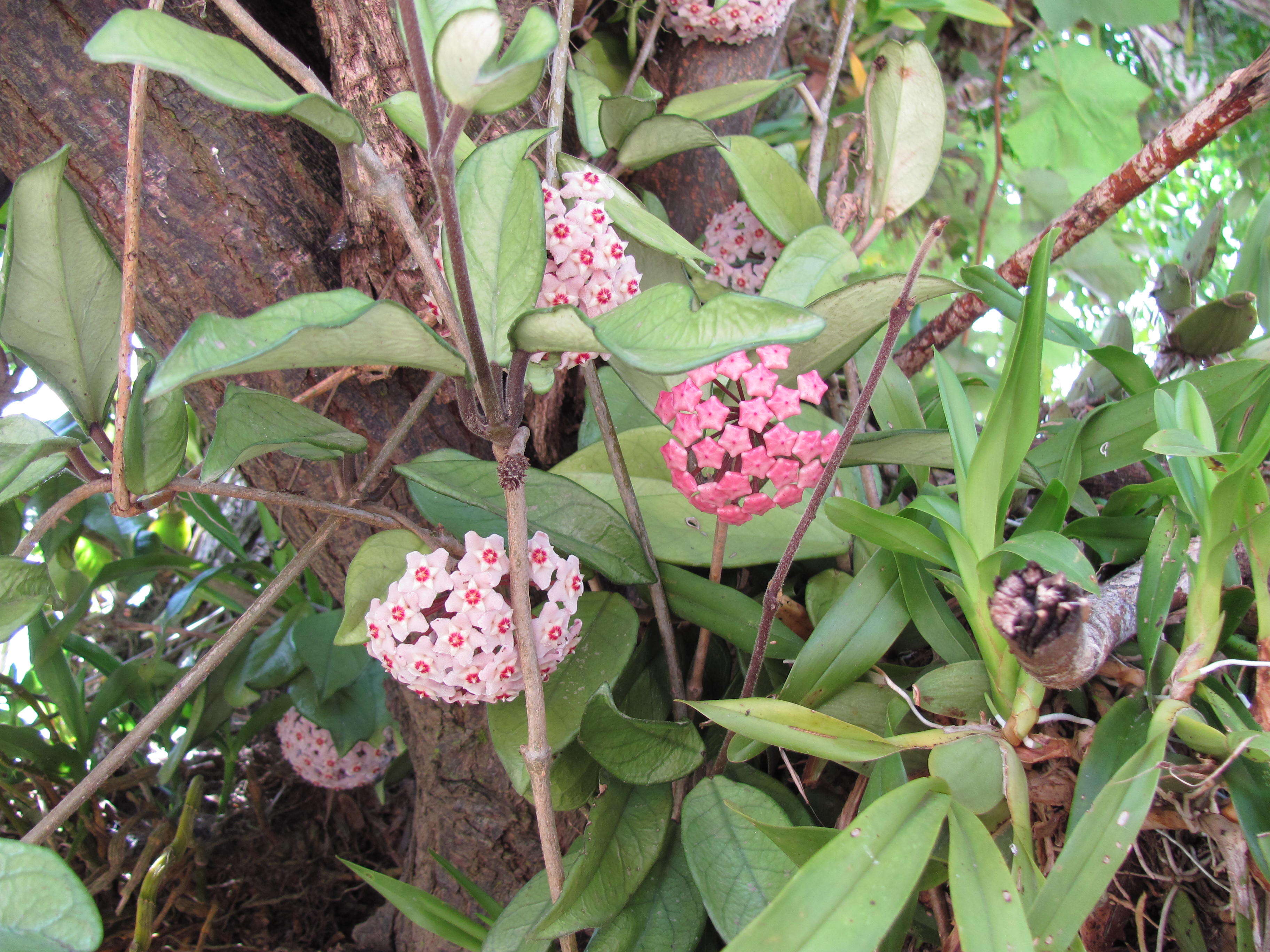 Image of porcelainflower