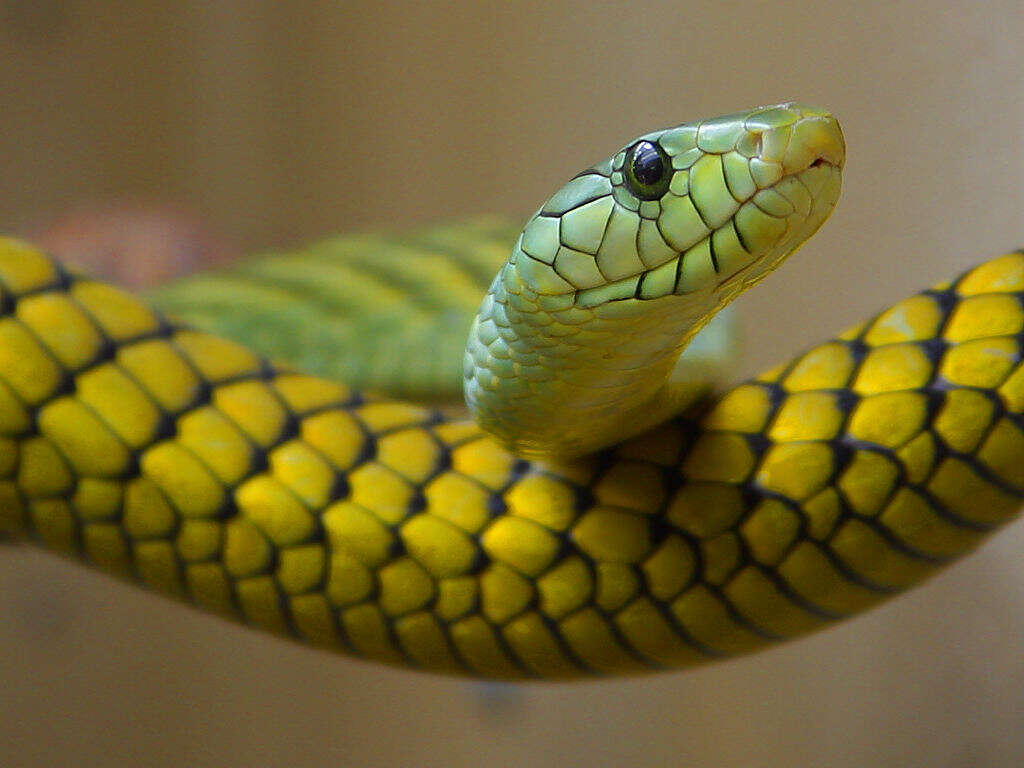 Image of Western Green Mamba