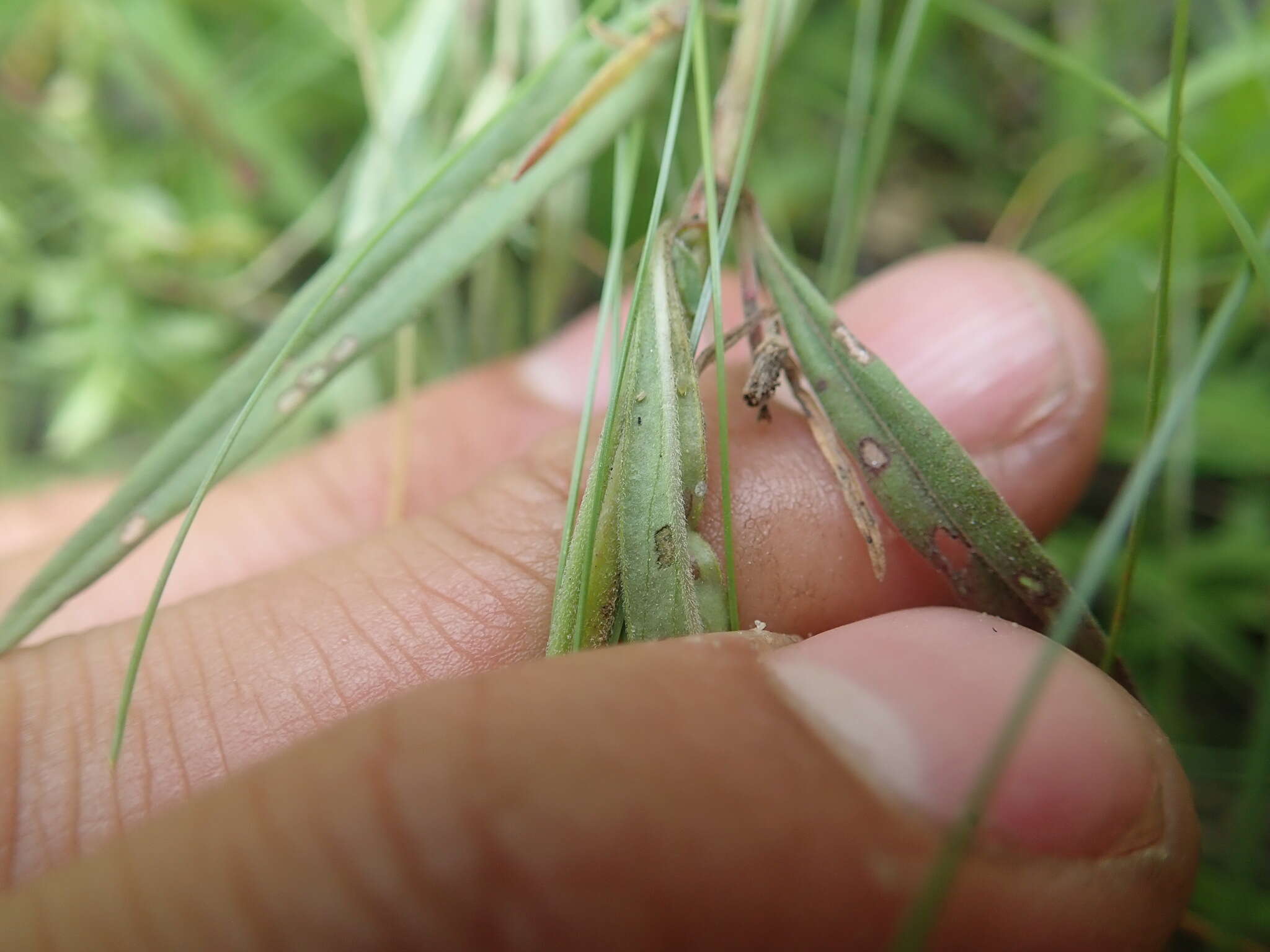 Sivun Epilobium leptophyllum Rafin. kuva