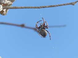 Image of Parawixia bistriata (Rengger 1836)