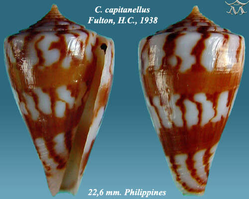 Image de Conus capitanellus Fulton 1938