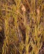 Sivun Pteronia tenuifolia DC. kuva