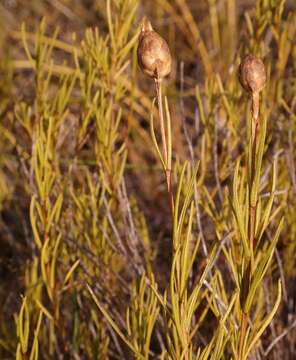 Image of Pteronia tenuifolia DC.