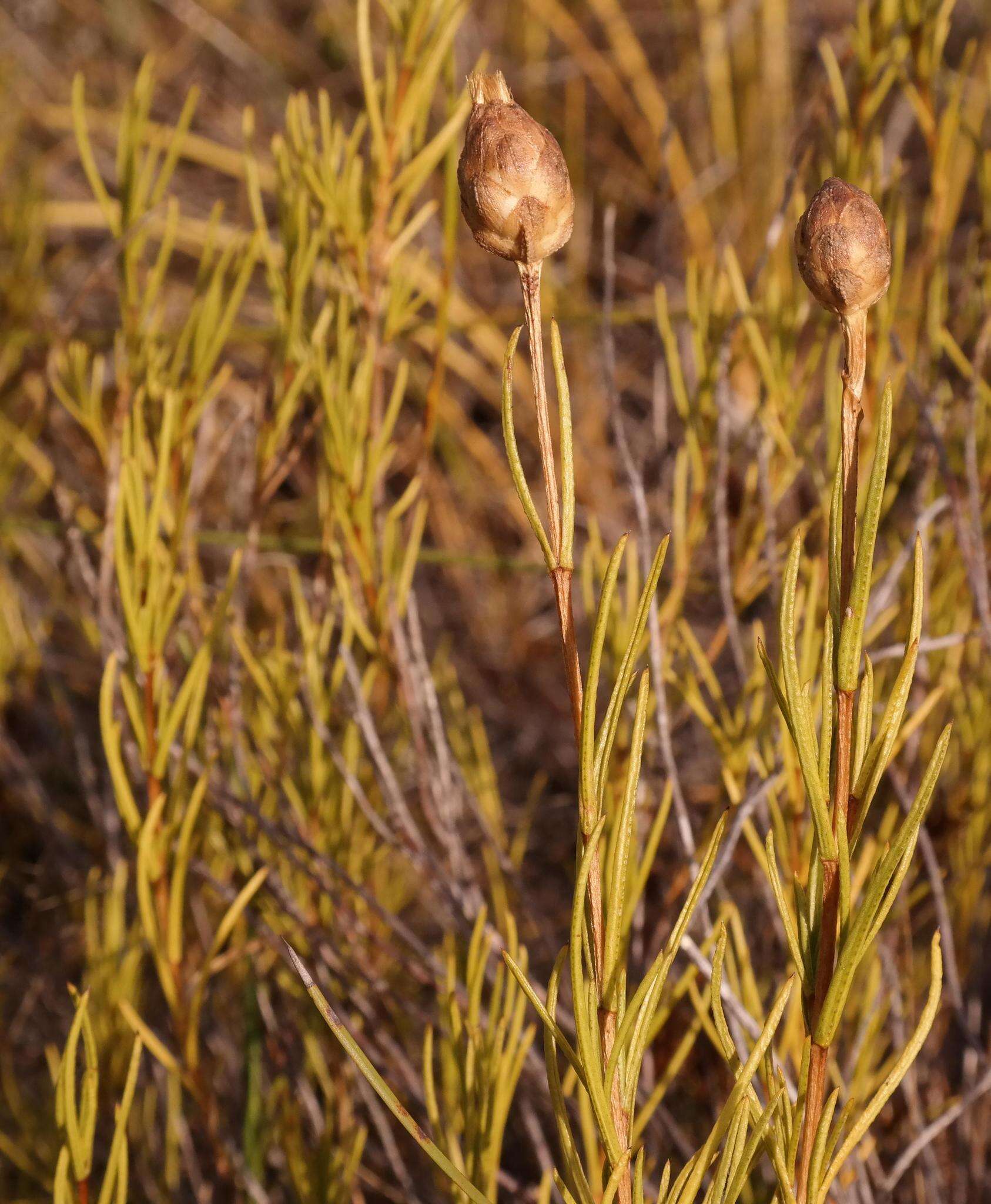 Sivun Pteronia tenuifolia DC. kuva