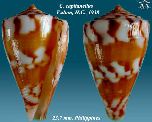 Image de Conus capitanellus Fulton 1938
