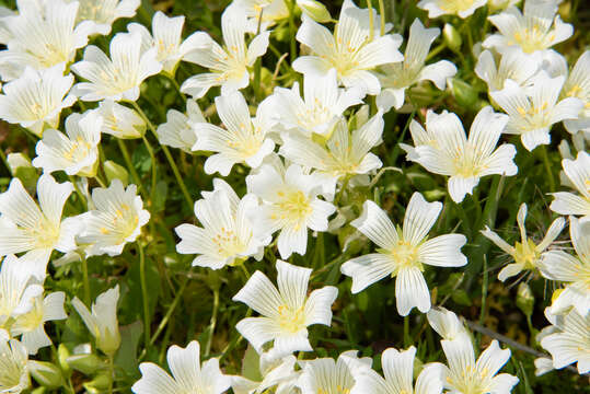 Image of white meadowfoam