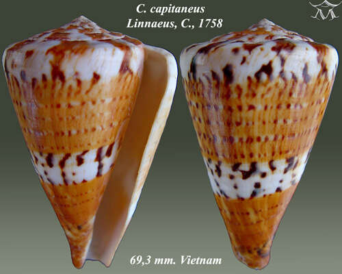 Image of captain cone