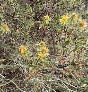 Imagem de Berkheya spinosa (L. fil.) Druce