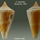 Image of Conus capreolus Röckel 1985