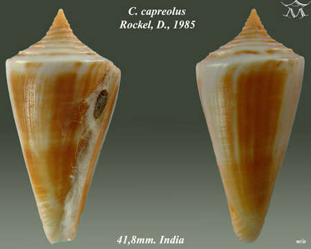 Image of Conus capreolus Röckel 1985