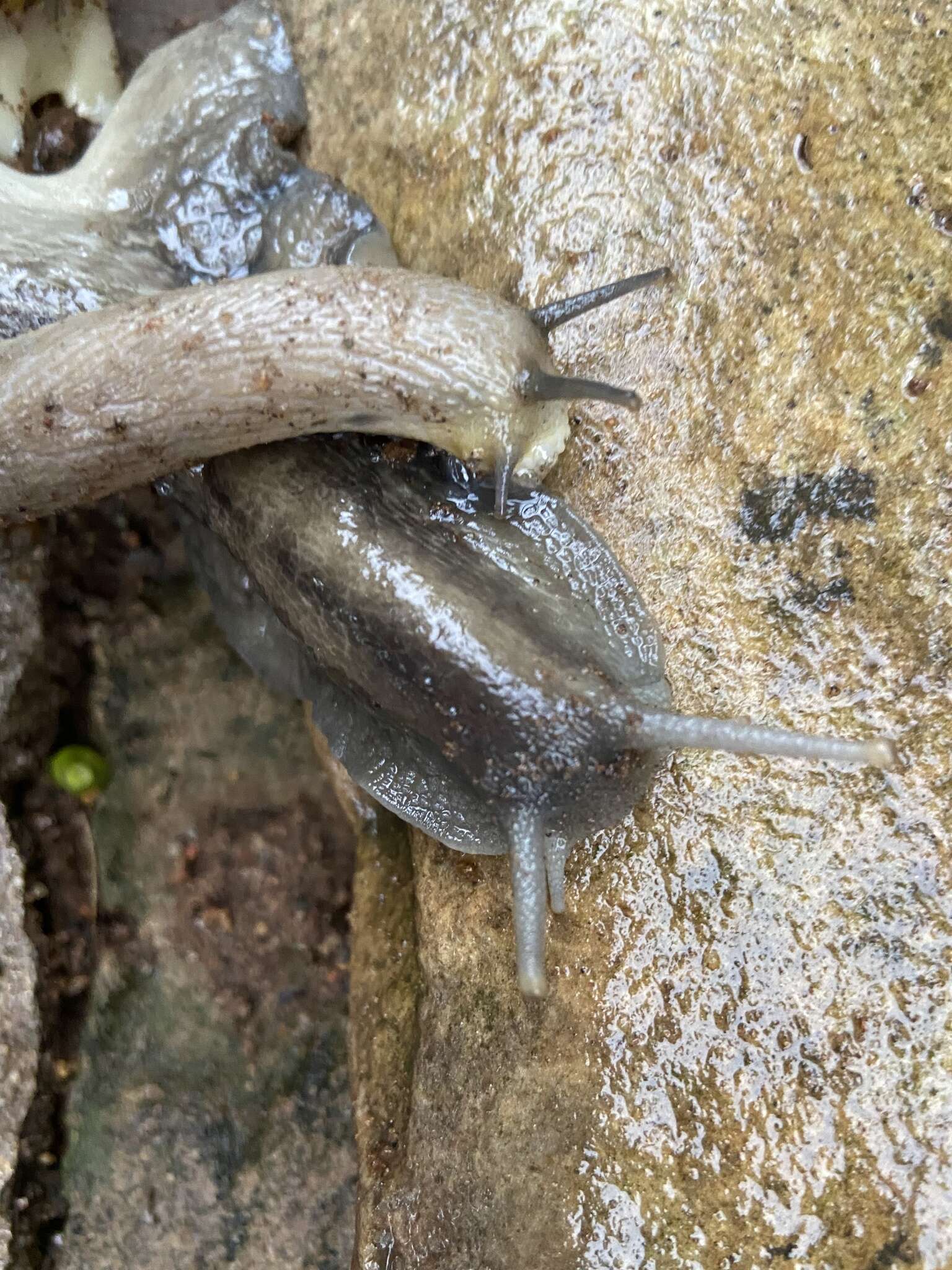 Image of <i>Natalina cafra natalensis</i> Herbert & Moussalli 2010