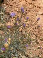 Image of Utah fleabane