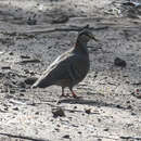 Image of Brush Bronzewing