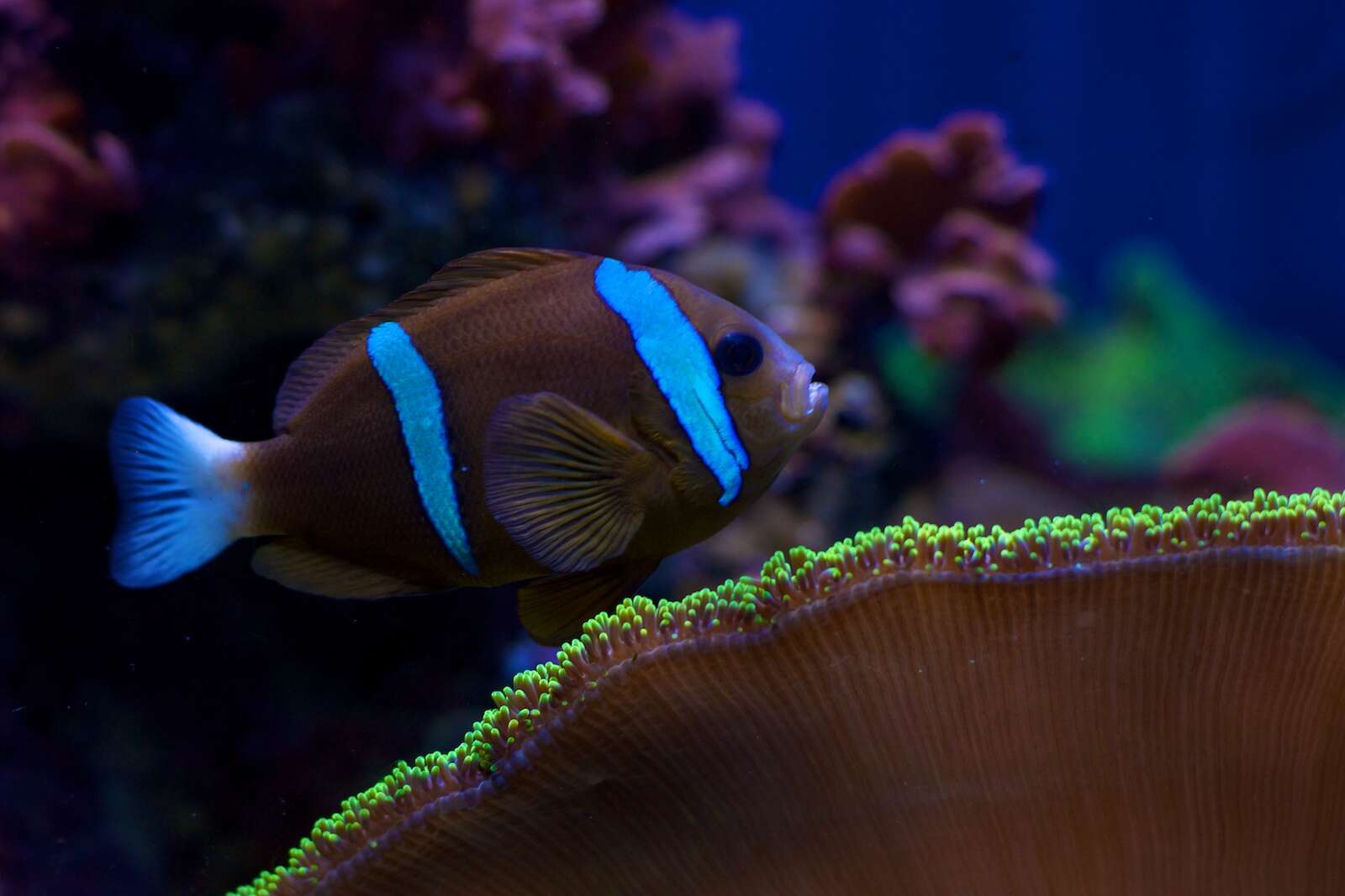 Image of Barrier Reef Anemonefish