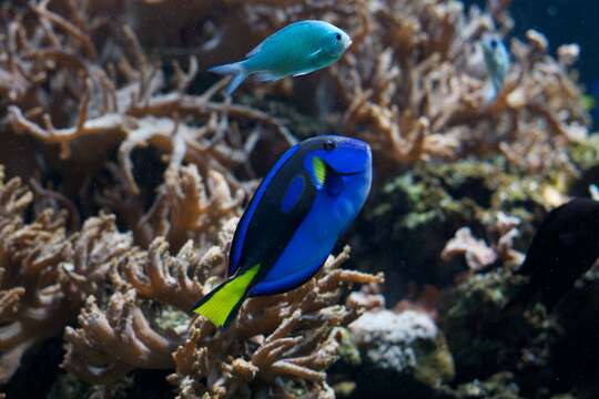 Image of Paracanthurus