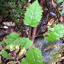 Aristotelia serrata (J. R. & G. Forst.) W. R. B. Oliver resmi