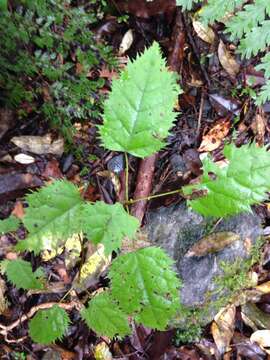 Aristotelia serrata (J. R. & G. Forst.) W. R. B. Oliver resmi