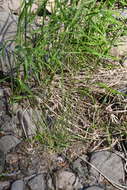 Image of Trisetum altaicum Roshev.