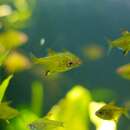 Image of Lemon tetra