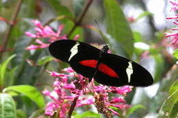 Image of <i>Heliconius <i>clysonymus</i></i> clysonymus