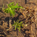 Image of short-leaved water starwort
