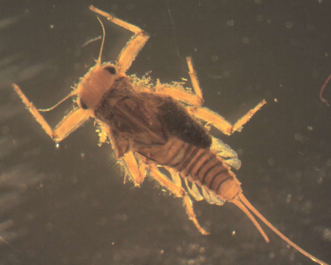 Image of primitive minnow mayflies