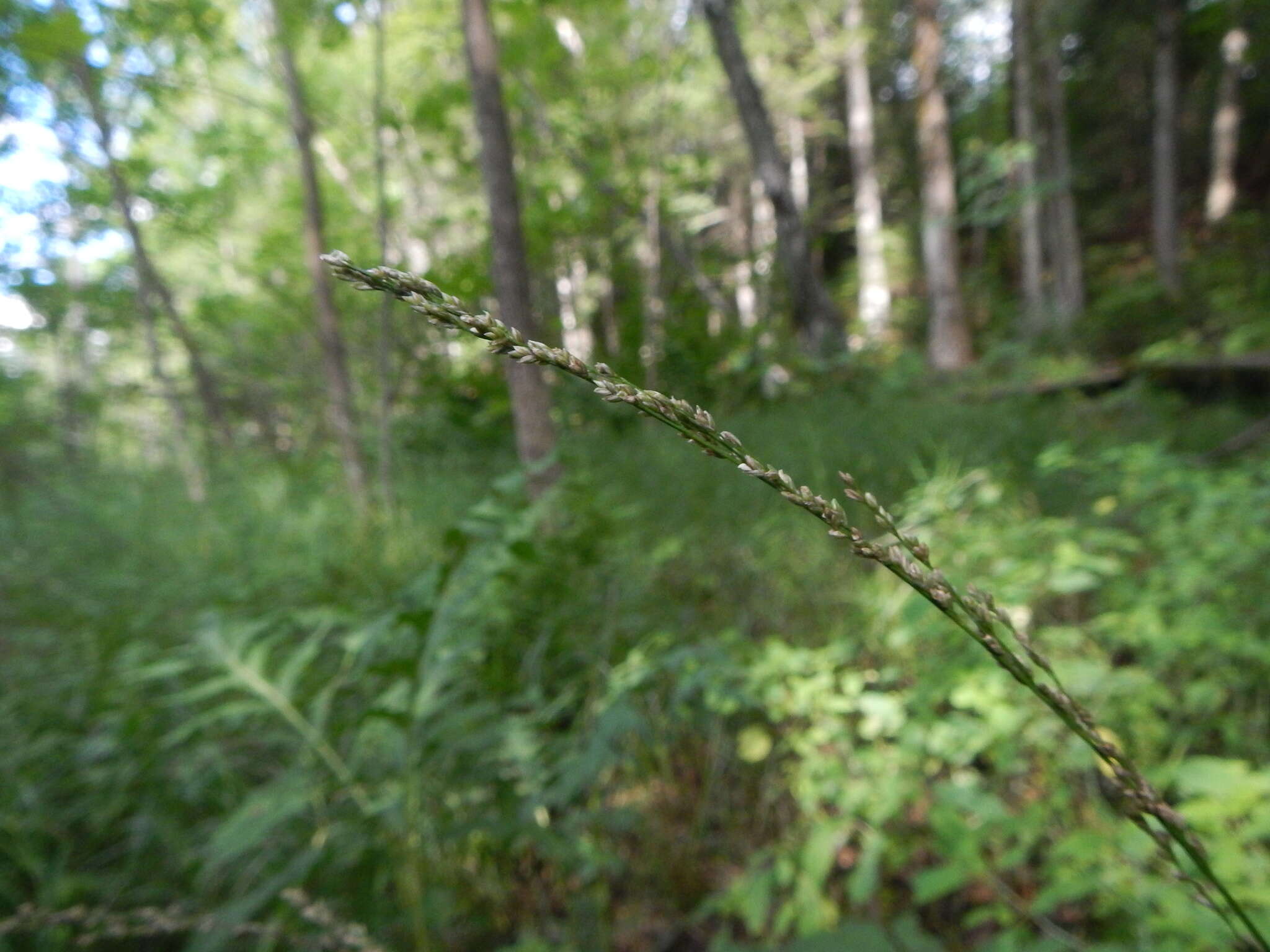 Glyceria melicaria (Michx.) F. T. Hubb. resmi