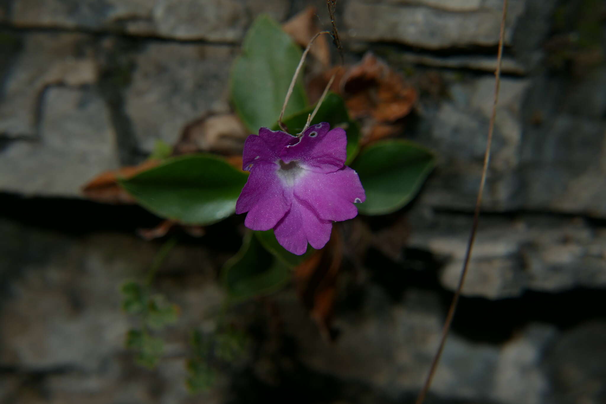 Sivun Primula spectabilis Tratt. kuva