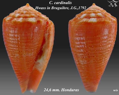 Image de Conus cardinalis Hwass ex Bruguière 1792