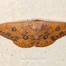 Image of Agnidra discispilaria Moore 1867