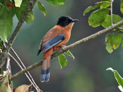 Image of Rufous Sibia