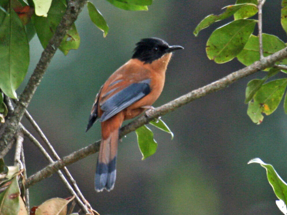 Image of Rufous Sibia