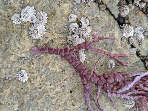 Plancia ëd Calliarthron tuberculosum