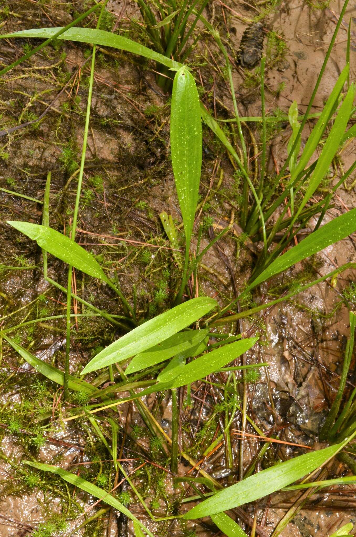 Image of Nipple-Bract Arrowhead