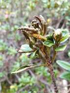 Image de Chrysomyxa rhododendri (DC.) de Bary 1879