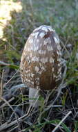 Imagem de Coprinopsis picacea (Bull.) Redhead, Vilgalys & Moncalvo 2001