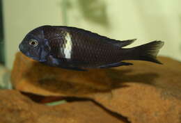 Image of Dwarf Tanganyikan cichlid