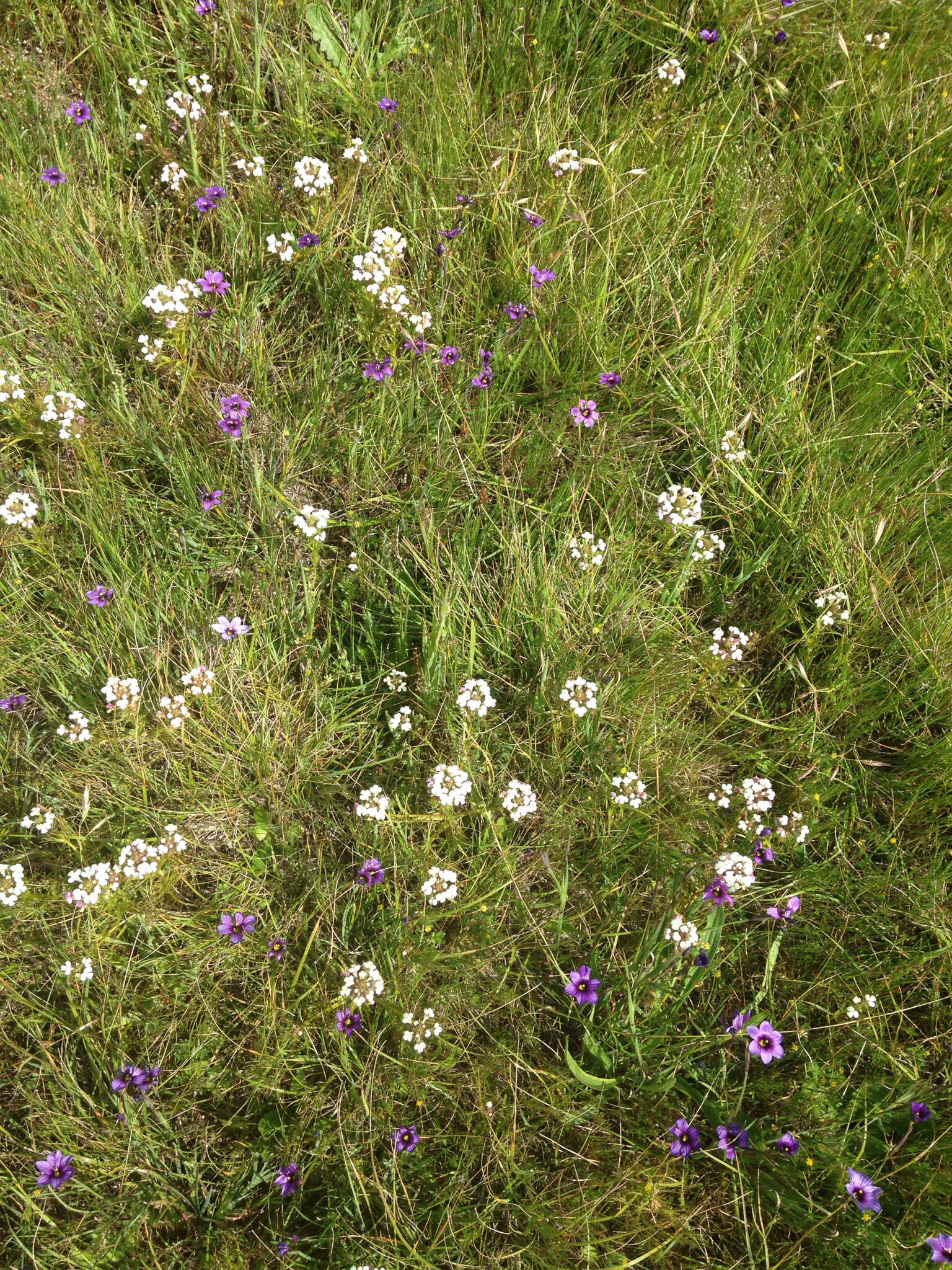 Image of yellowbeak owl's-clover