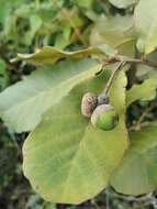 Image of Quercus obtusata Bonpl.