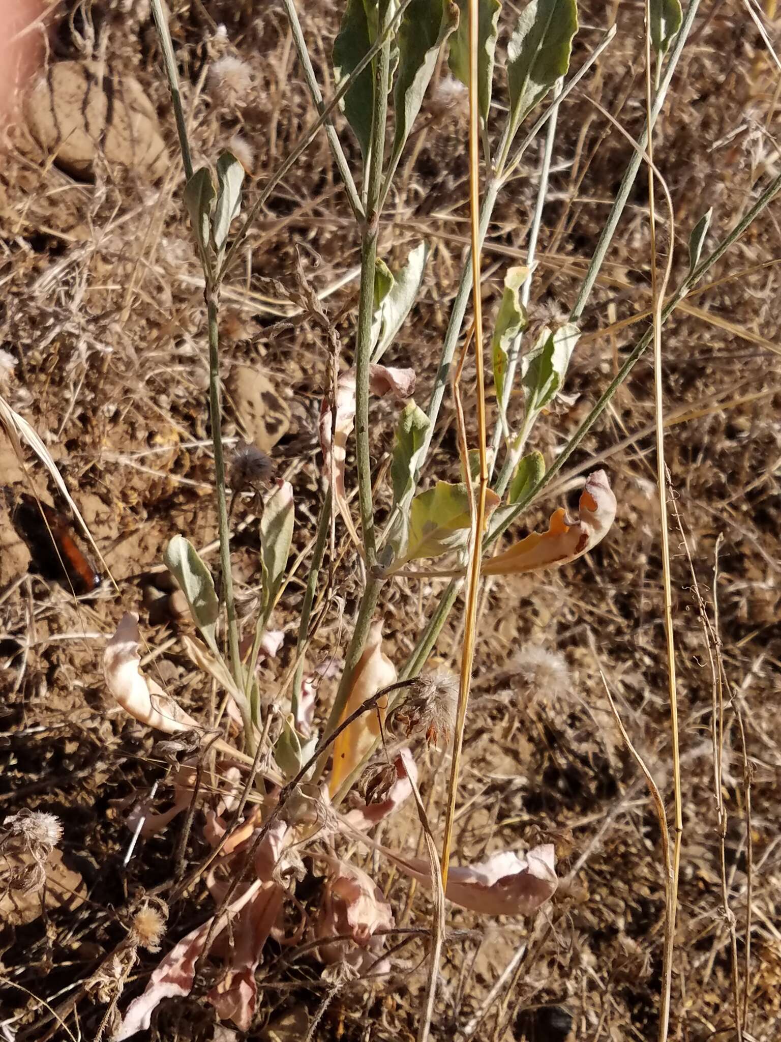 Image of wand buckwheat