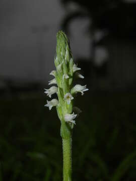 Image of Brachystele guayanensis (Lindl.) Schltr.