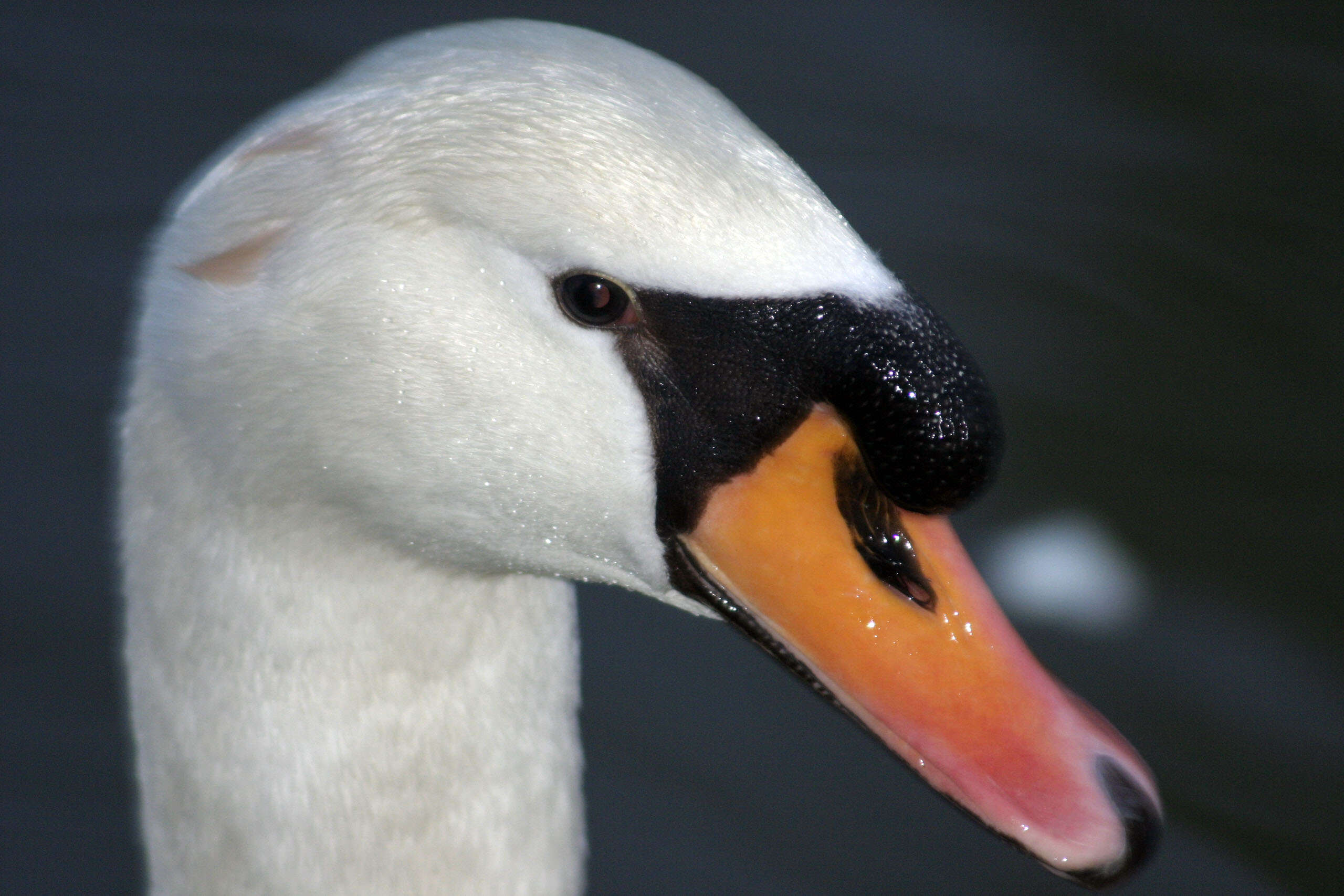 Image of Mute Swan