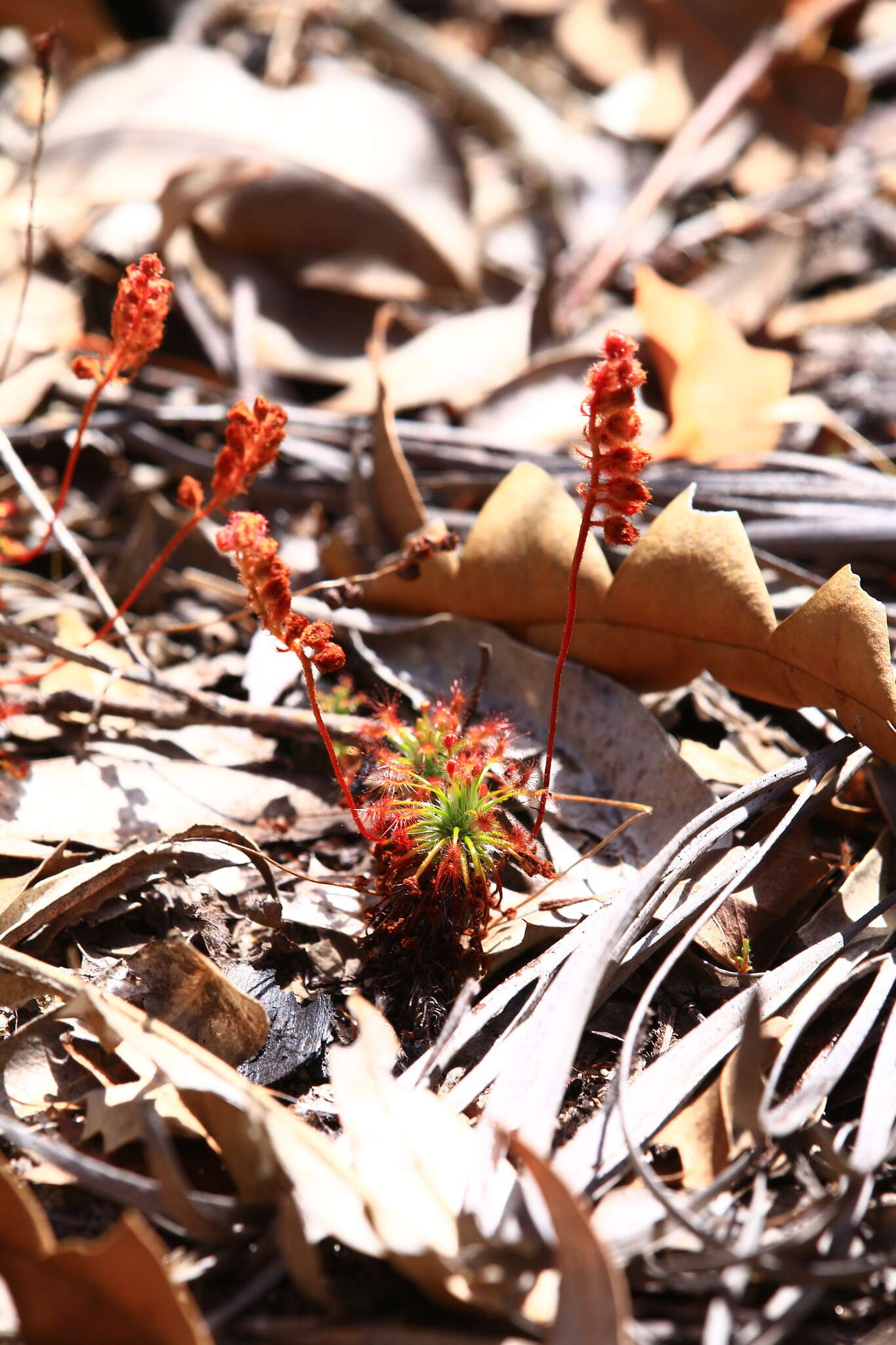 Image of Drosera barbigera Planch.