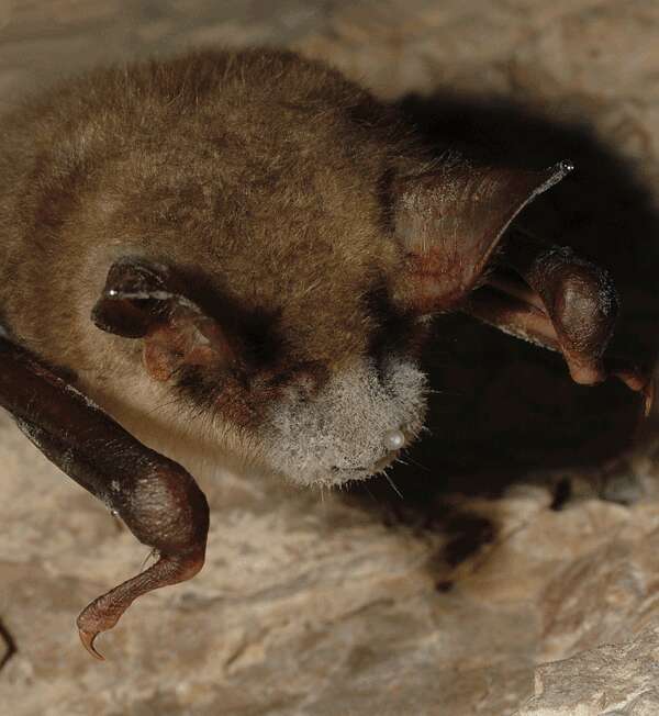 Image of Greater Mouse-eared Bat