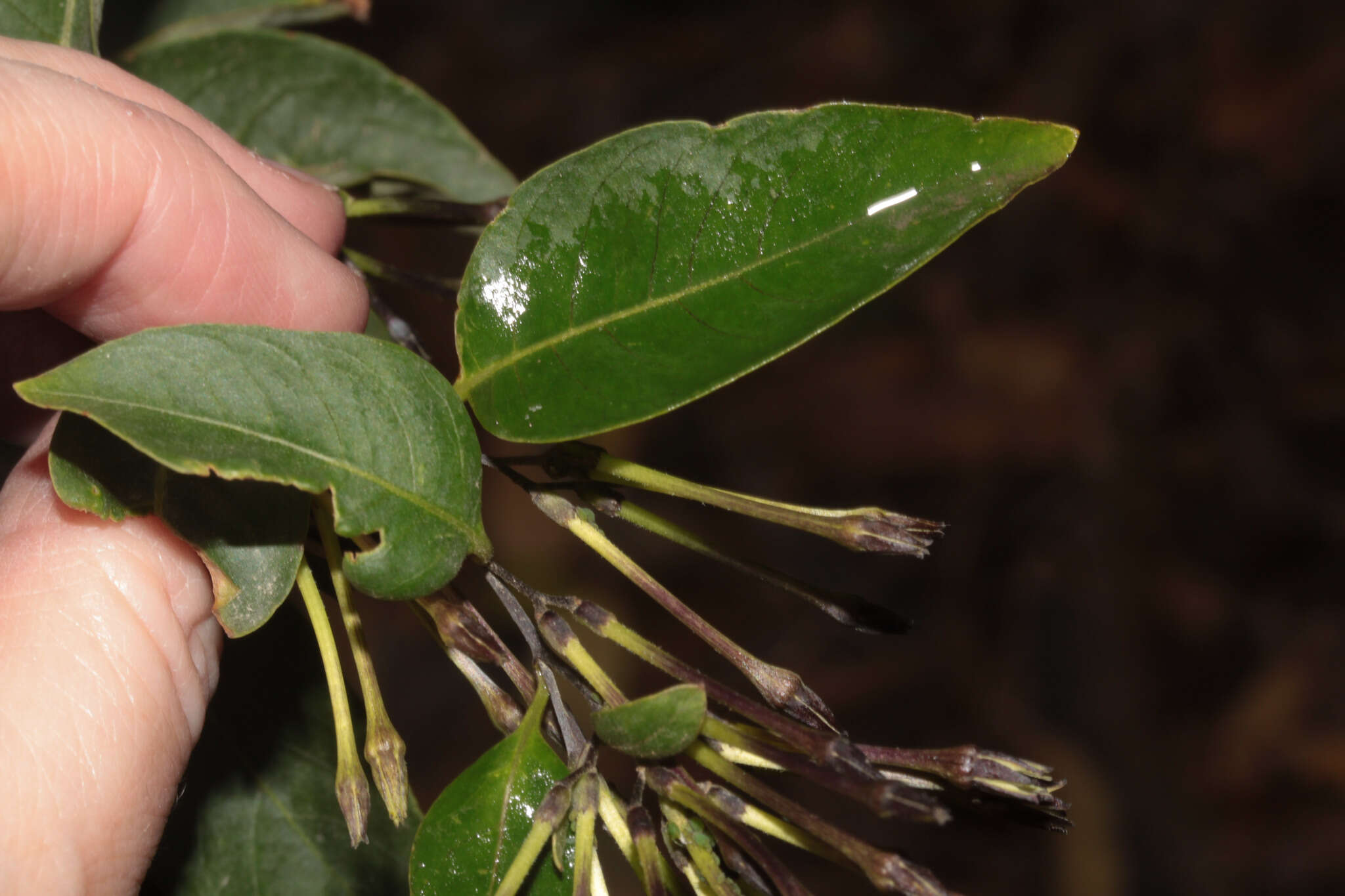 صورة Cestrum auriculatum L'Herit.