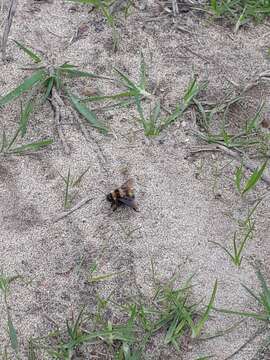 Plancia ëd Bombus hortulanus Friese 1904