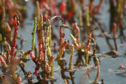 Sivun Salicornia quinqueflora subsp. quinqueflora kuva