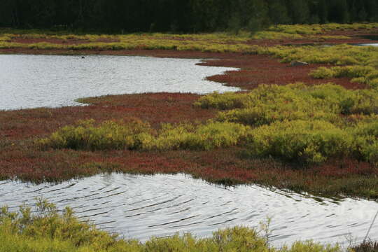 Image of Salicornia quinqueflora subsp. quinqueflora