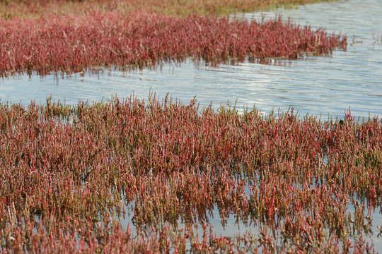 Image of Salicornia quinqueflora subsp. quinqueflora